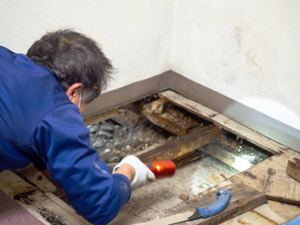 Best Mold Remediation  in Elk Grove, CA