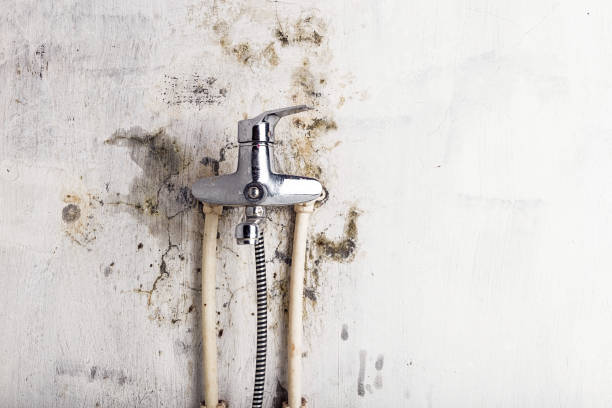 Best Mold Damage Repair  in Elk Grove, CA