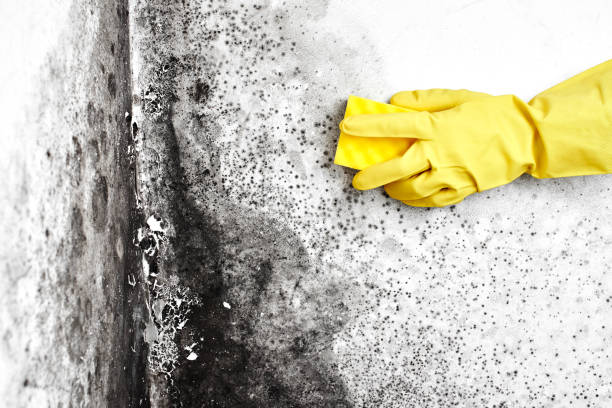 Best Attic Mold Removal  in Elk Grove, CA