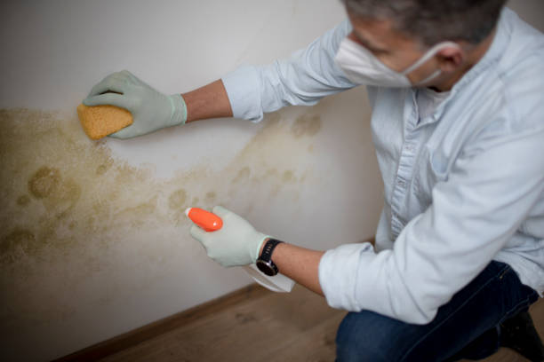 Best Black Mold Removal  in Elk Grove, CA